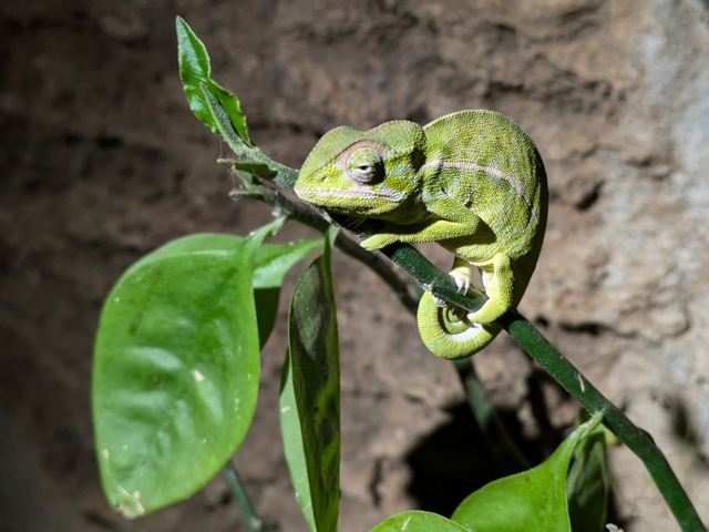 A small green chameleon on a branch next to a leaf at night at Mandrare River Camp Madagascar