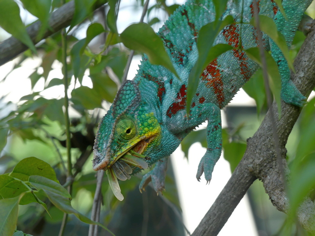 Panther's chameleon eating a grasshopper on a tree branch near Amber Mountain Madagascar