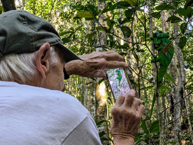 A man photographing a large chameleon in a tree at Mantadia National Park in central Madagascar's rainforests