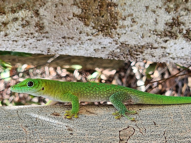 A bright green day gecko perched on a branch at Anjajavy Reserve Madagascar