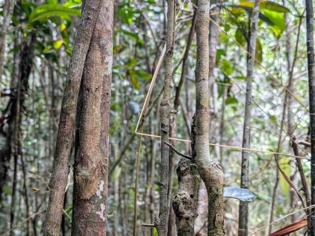 Mossy leaf-tailed gecko almost impossible to see as it is camoflauged against the bark of the tree it is clinging to at Andasibe Reserve in Madagascar