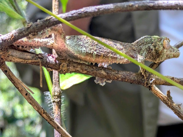 Leaf-tailed gecko at Mantadia National Park Madagascar