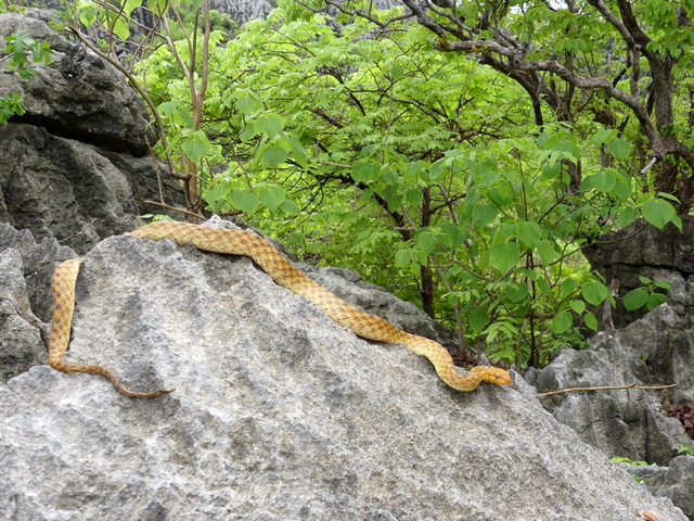 A long yellow snake in the Tsingys of northern Madagascar