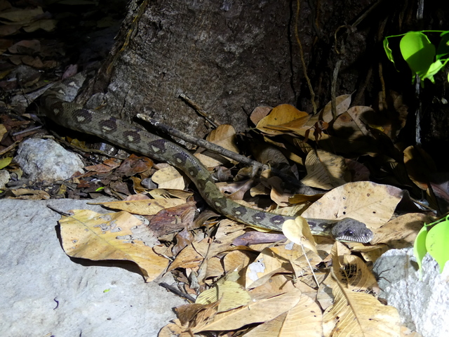 A tree boa hunting on the forest floor at night in Andasibe Madagascar