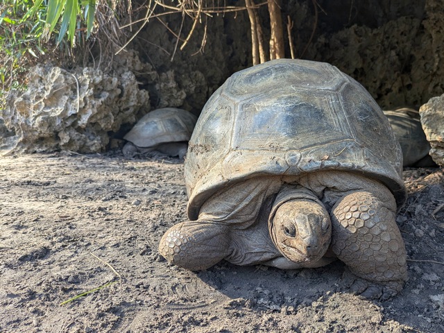 Aldabra giant tortoise at Anjajavy Reserve, part of a reintroduction project in Madagscar