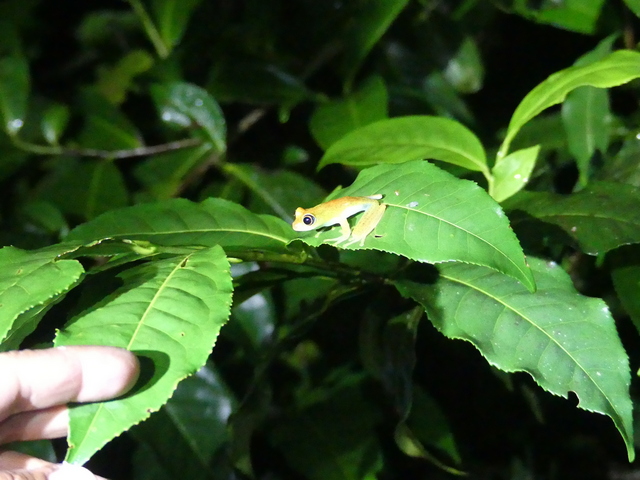 Small yellow frog on a leaf in the rainforest at Andasibe Reserve Madagascar
