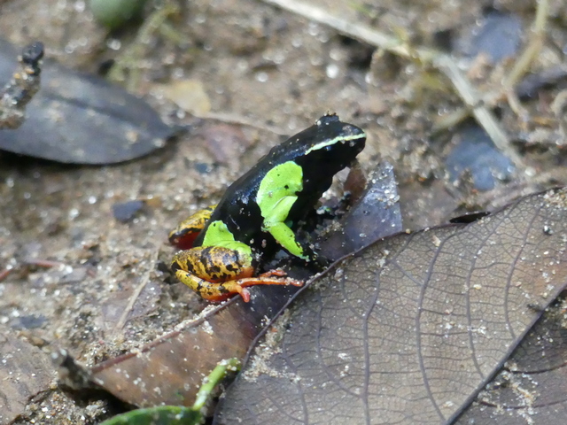 Green and black frog with red legs in the rainforests of Andasibe Madagascar
