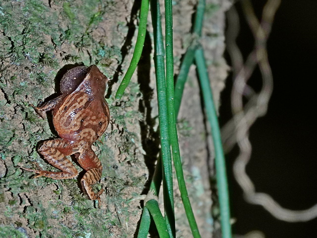Red and brown frog puffed out as it sings in the rainforests of Andasibe Madagascar