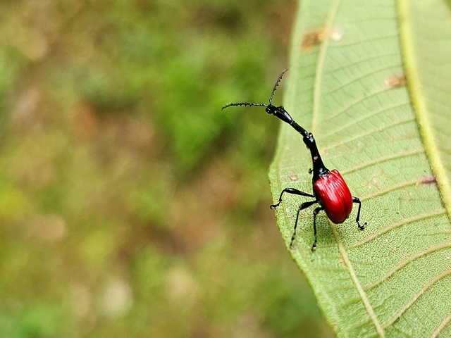Giraffe necked weevil on a leaf at Andasibe Madagascar