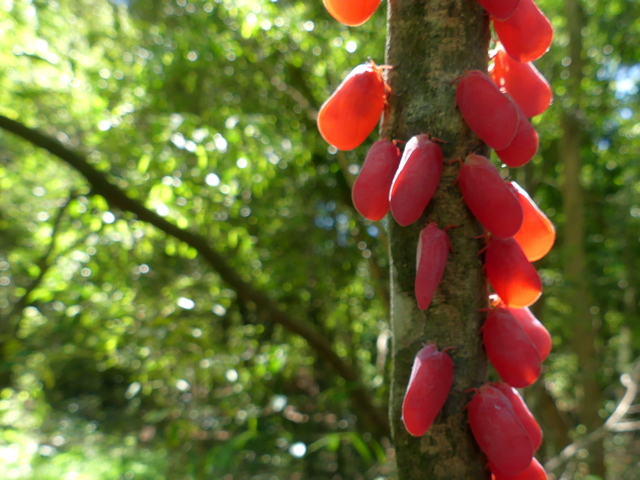 Adult flatid leaf bugs clinging to a tree in northern Madagascar, looking like flower petals