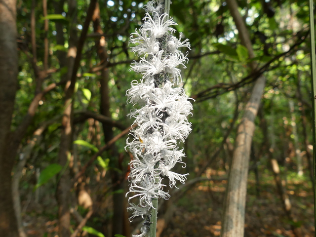 White, flowery-looking juvenile flatid leaf bugs clinging to a tree in northern Madagascar