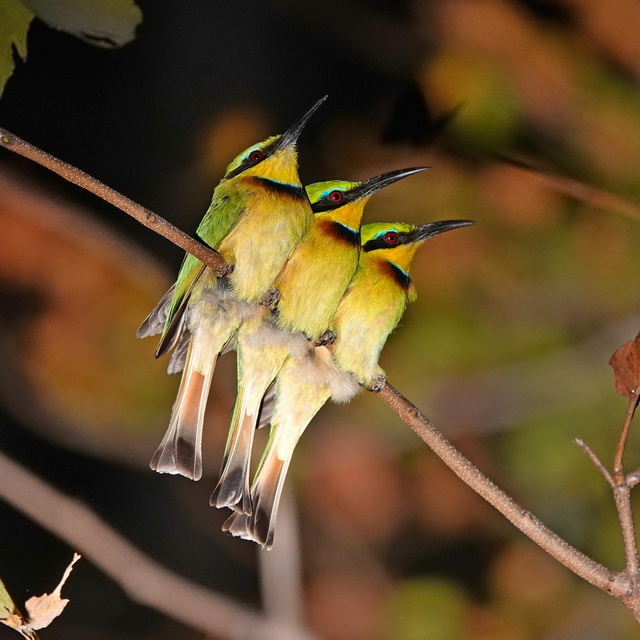 three carmine bee eaters perched on a branch luxury safari zambia south luangwa