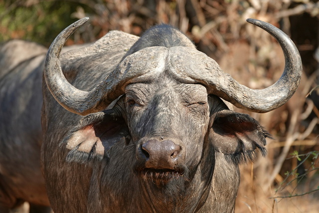 cape buffalo south luangwa zambia