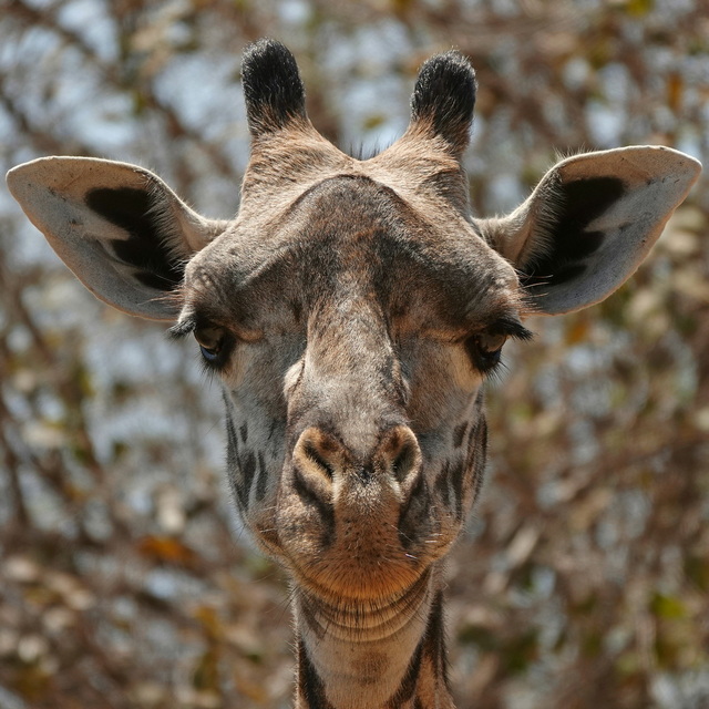a giraffe's face looking right at the camera in south luangwa national park in zambia on a luxury safari