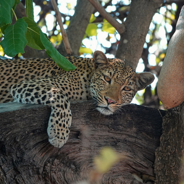 a sleepy leopard in a tree in south luangwa national park in zambia on a luxury safari