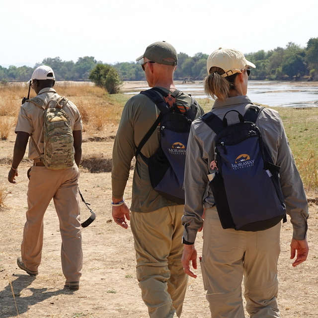 guests walking with their guide on a luxury walking safari in south luangwa national park in zambia