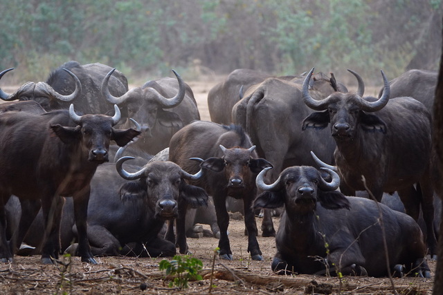 A large herd of cape buffalo at rest in Lower Zambezi National Park Zambia on a luxury safari