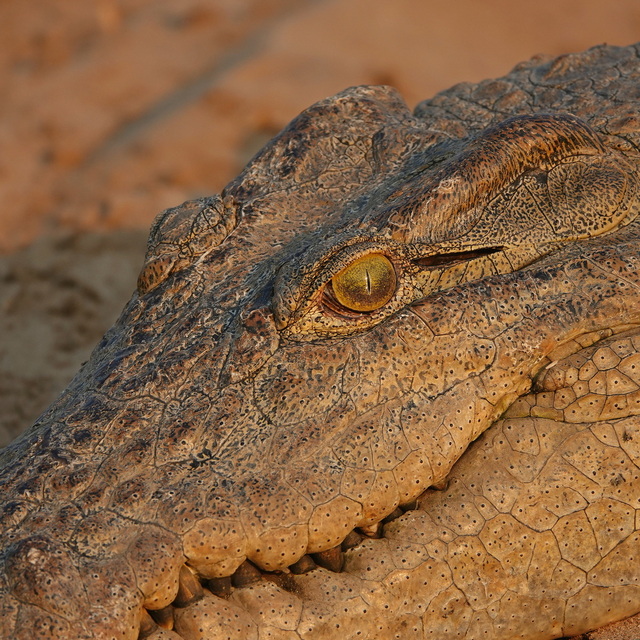 Close-up of a crocodile's face in Lower Zambezi National Park Zambia on a luxury safari