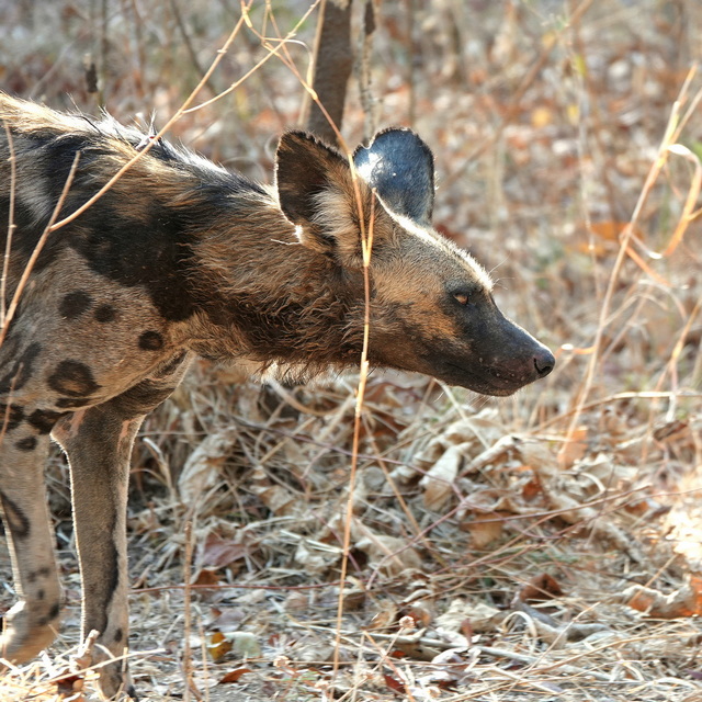 An African Painted Dog sniffs the air in Lower Zambezi National Park Zambia on a luxury safari