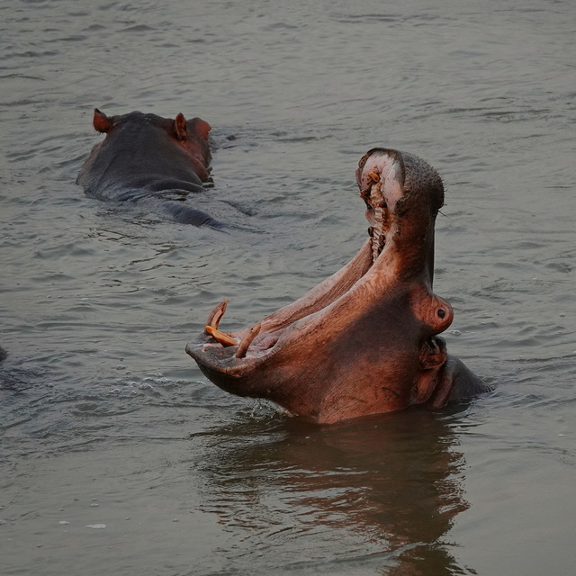 Two hippos in the water in Lower Zambezi National Park Zambia on a luxury safari