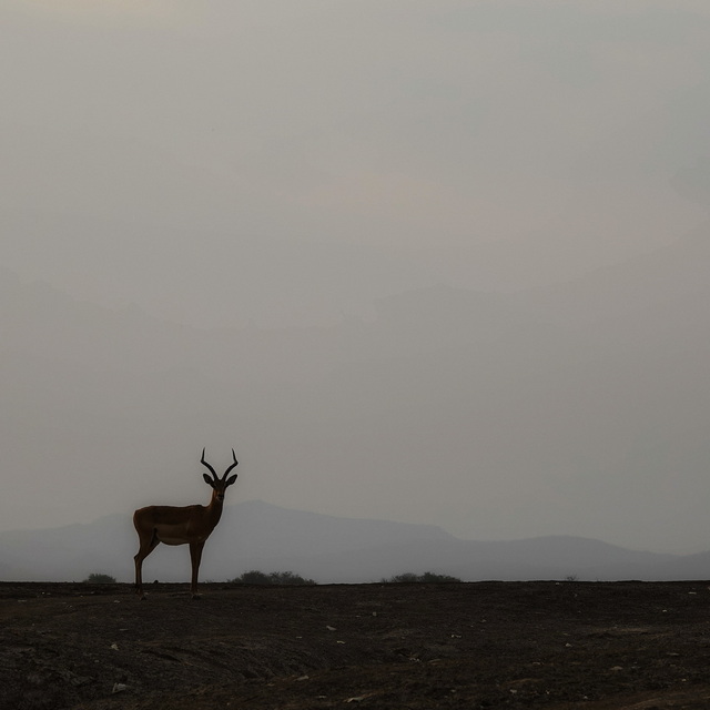 puku at sunset in south luangwa national park zambia