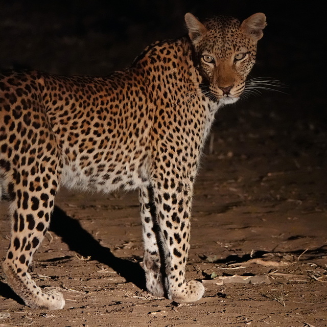 A leopard looks over its shoulder as it stalks prey at night in the South Luangwa National Park Zambia