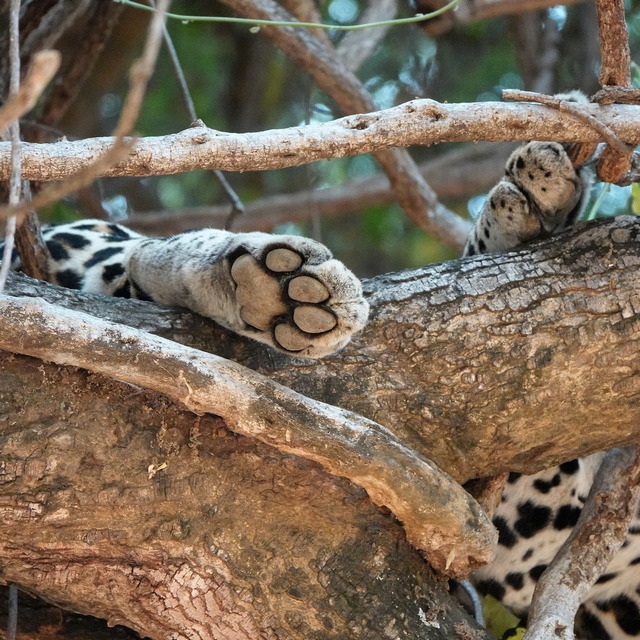 leopard paws visible amongst tree branches in Zambia's Lower Zambezi National Park