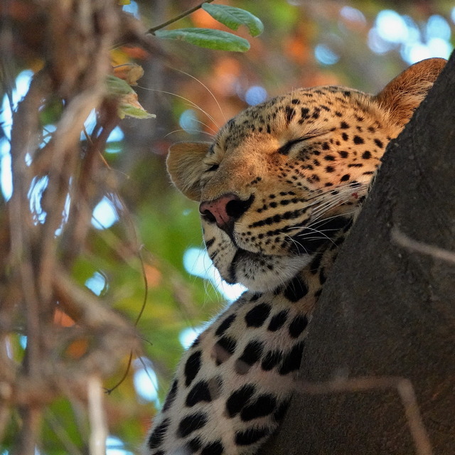 close up of leopard's face as it sleeps in a tree in Lower Zambezi National Park Zambia
