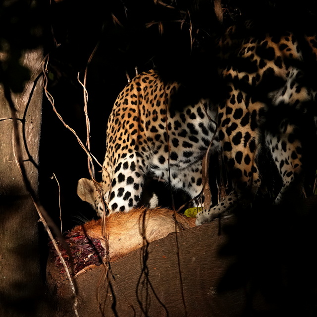 leopard on a kill in a tree in lower zambezi national park zambia