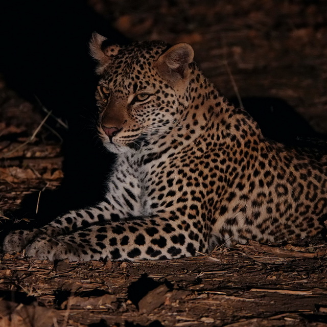 A leopard at rest but listening to its surroundings in Lower Zambezi National Park Zambia