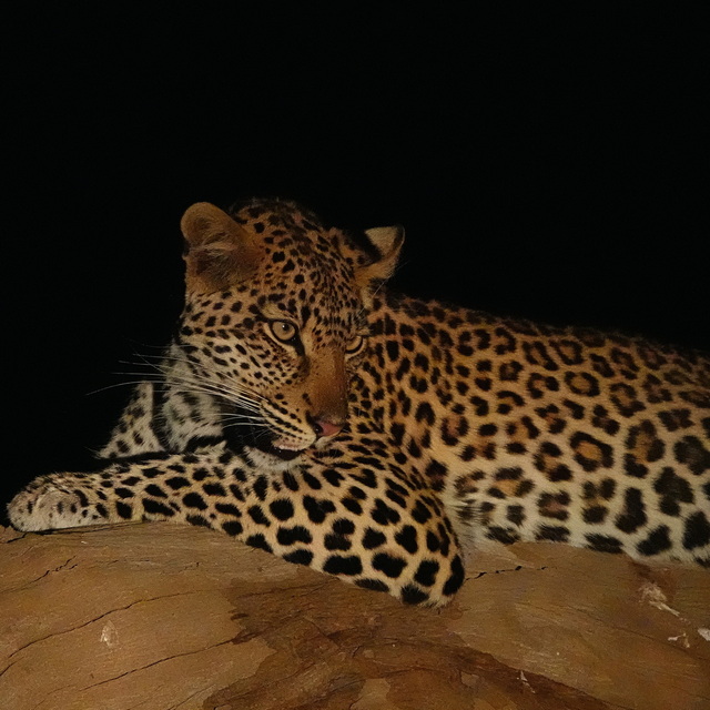 a leopard grooming itself after eating a baboon in zambia's south luangwa national park