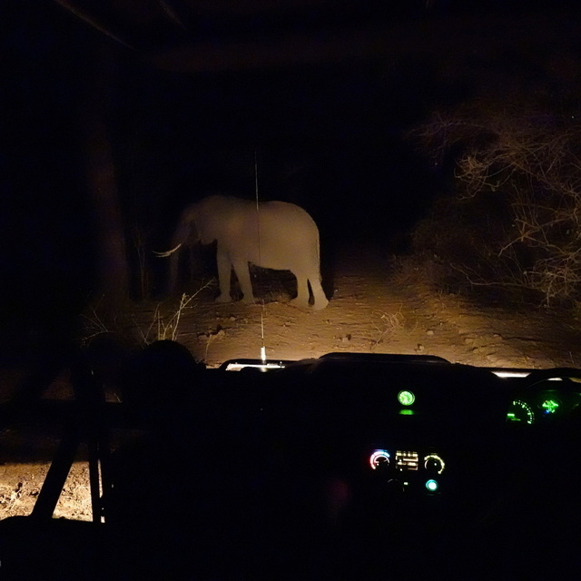 an elephant crosses the road at night in front of a safari vehicle south luangwa national park luxury safari
