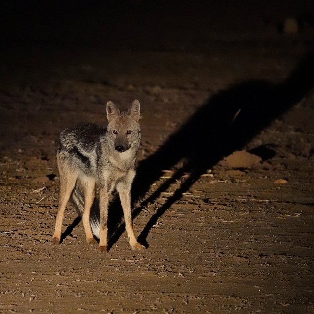 a side-striped jackal caught in the headlights of a safari vehicle on a luxury safari in south luangwa national park zambia