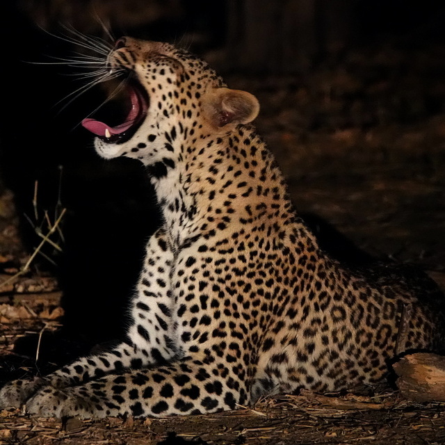 leopard yawning at night in south luangwa national park zambia