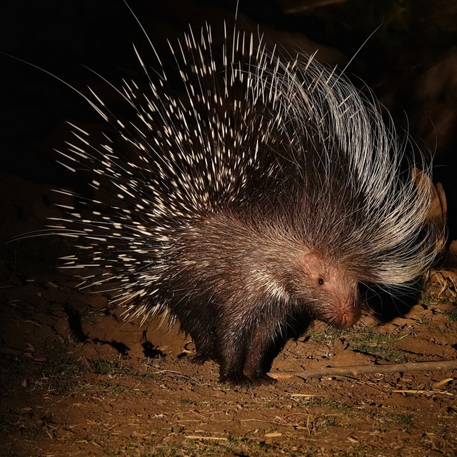 A porcupine seen on a luxury safari in lower zambezi national park during a night drive