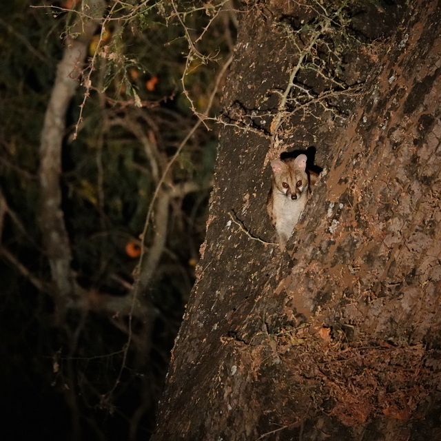 A genet poking its head out of a hollow in a tree in south luangwa national park zambia