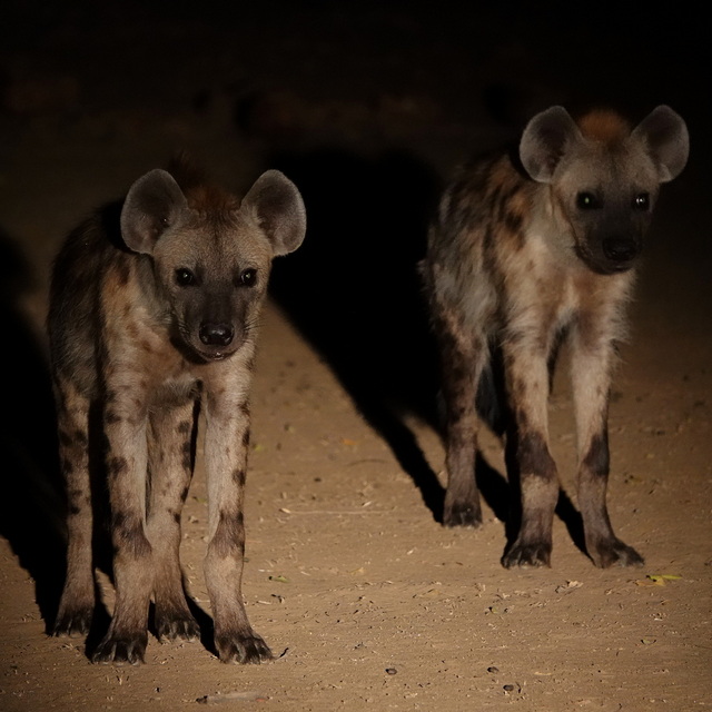 two hyenas at night in south luangwa national park zambia on a luxury safari