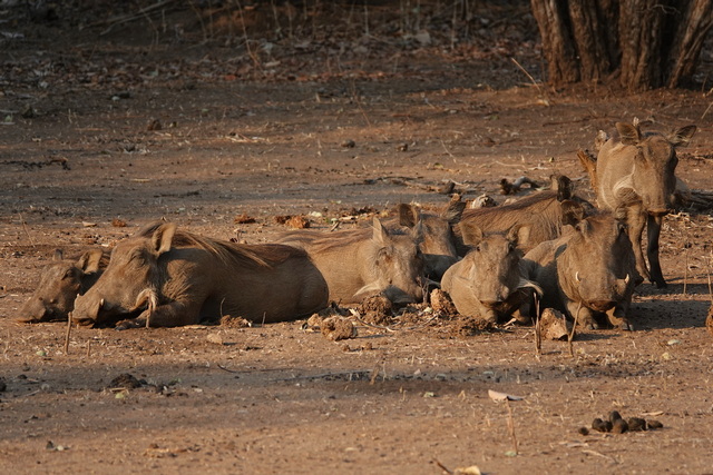 A family of warthogs at rest in Lower Zambezi National Park Zambia on a luxury safari
