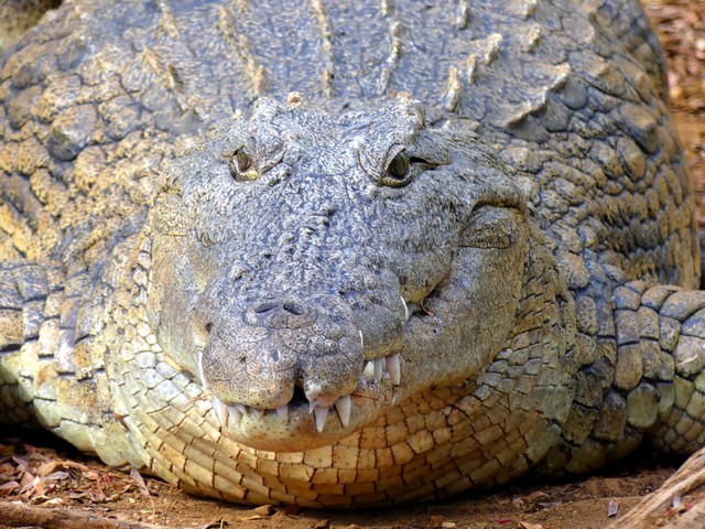 A large Nile crocodile in northern Madagascar