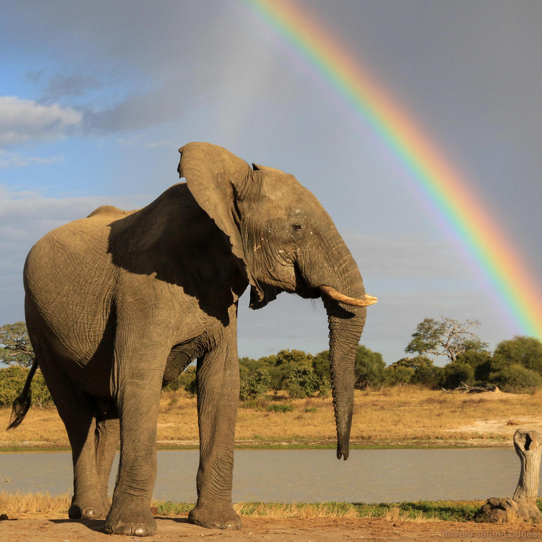 Elephant with rainbow behind it in Hwange National Park Zimbabwe