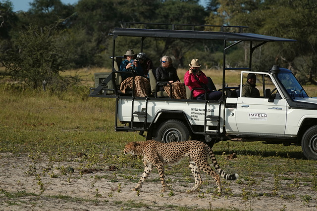 A cheetah walks just five meters away from an open safari vehicle, with the tourists inside capturing photos