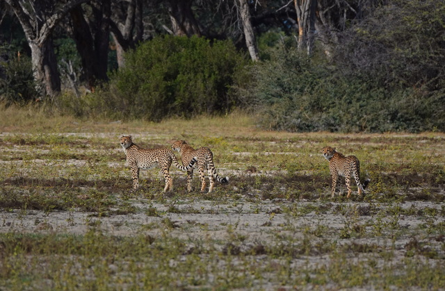 three cheetahs walking across an open grassy plain in Hwange National Park