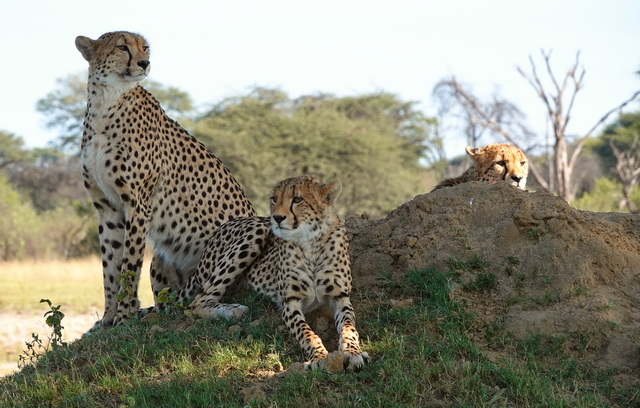Three cheetahs on top of a termite mound, each looking in a different direction