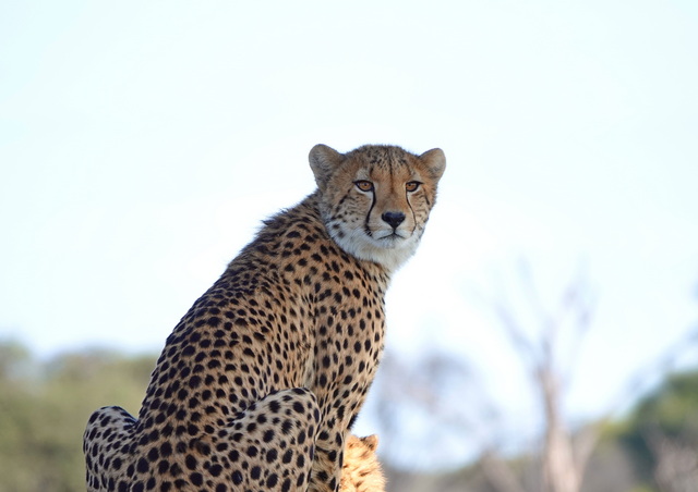 cheetah looking back over its shoulder at the camera