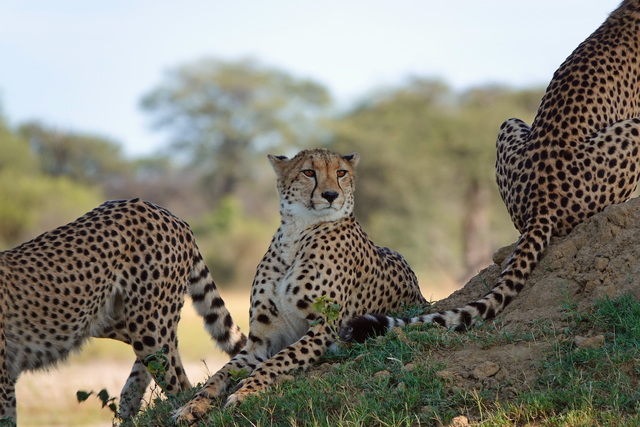 a cheetah seated upright and looking on high alert while two other cheetahs surround her