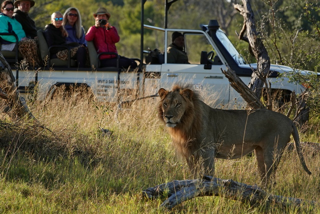 A young male lion, with a partially grown mane, looks at the camera as a safari vehcle and guests excitedly watch the lion from just meters away