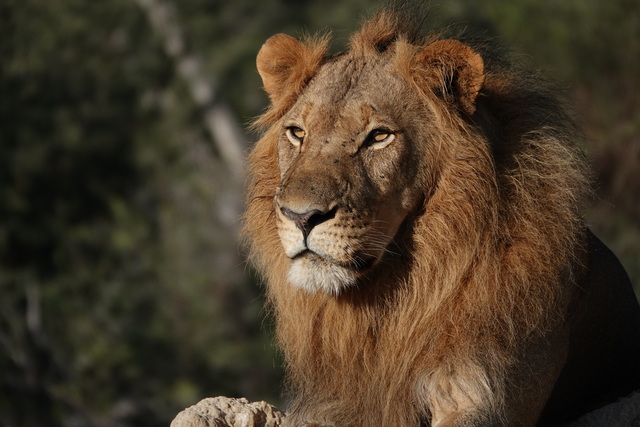 Close-up image of a young male lion looking into the distance