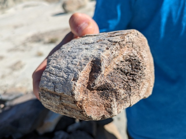 Man holding a fossilized dinosaur bone found in petrified forest hike near Calafate Argentina in Patagonia