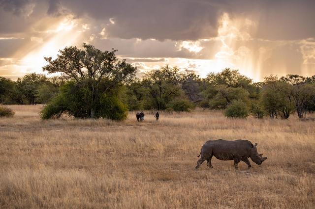 Anti-poaching rangers stand guard over a lone white rhino that was recently reintroduced to Hwange National Park through the Community Rhino Conservation Initiative