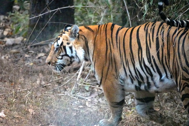 Tiger seen in Kanha National Park on a luxury tiger safari in India